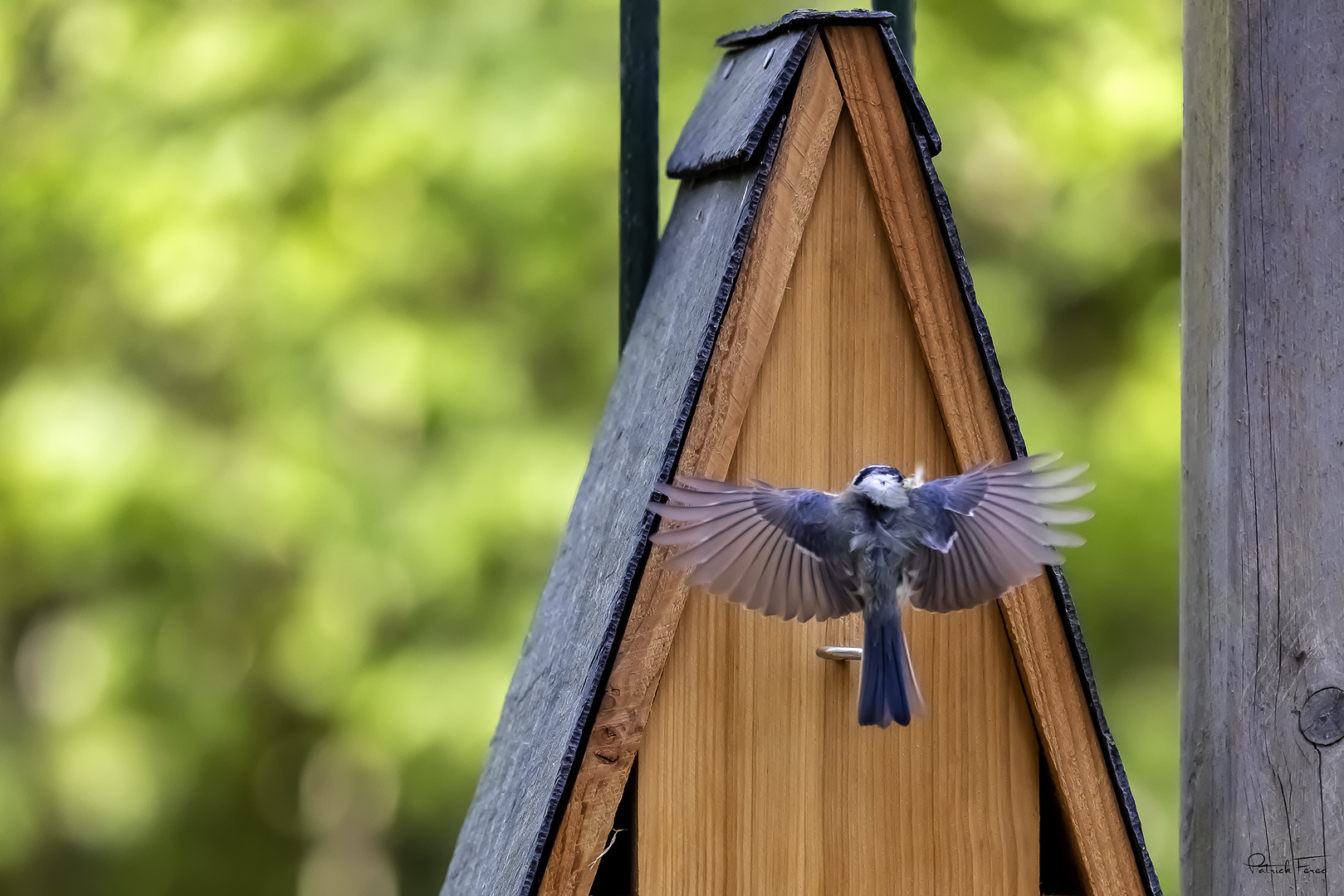 Mésange bleue en approche...