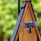 Mésange bleue en approche...