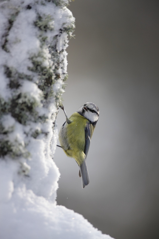 Mésange bleue en hiver