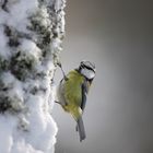 Mésange bleue en hiver