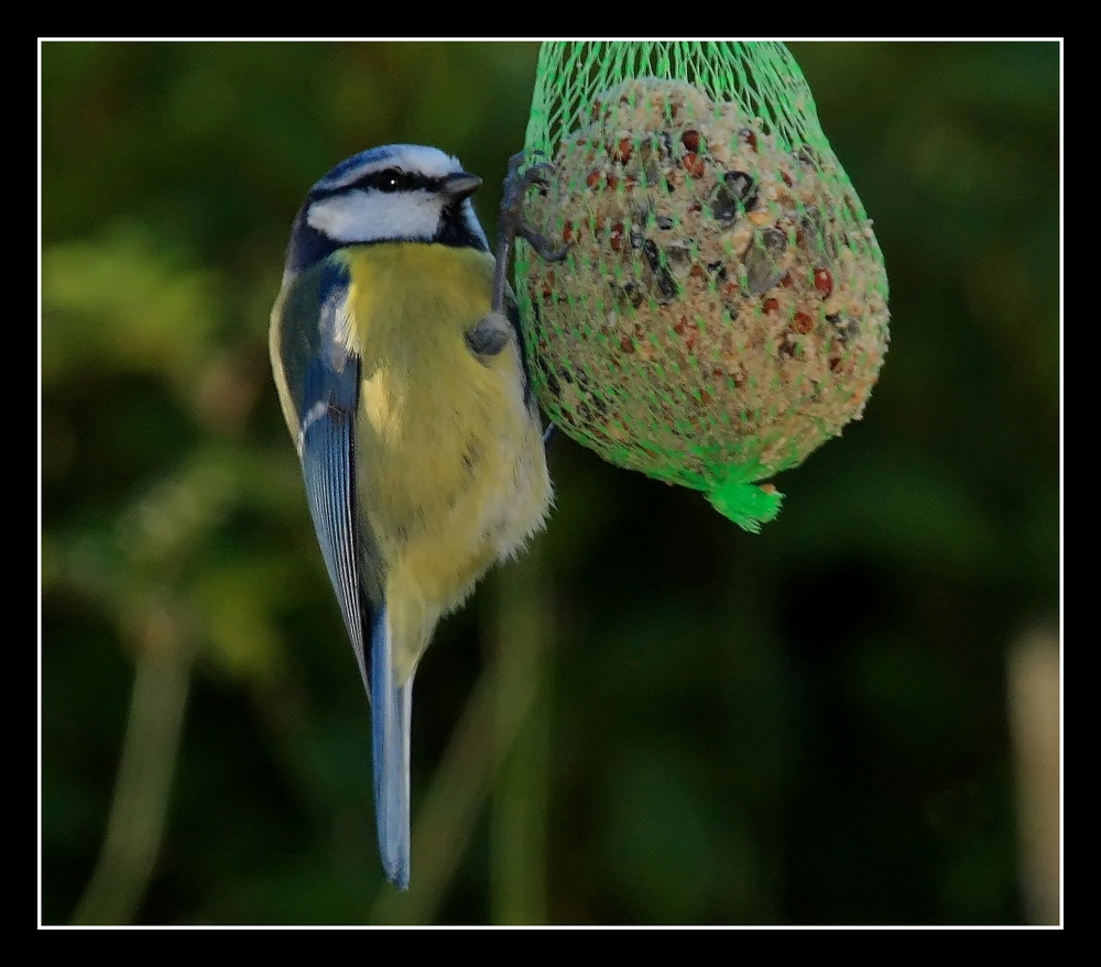 " Mésange bleue en hiver "