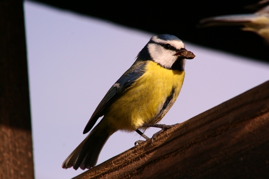 Mésange bleue en plein repas