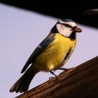 Mésange bleue en plein repas