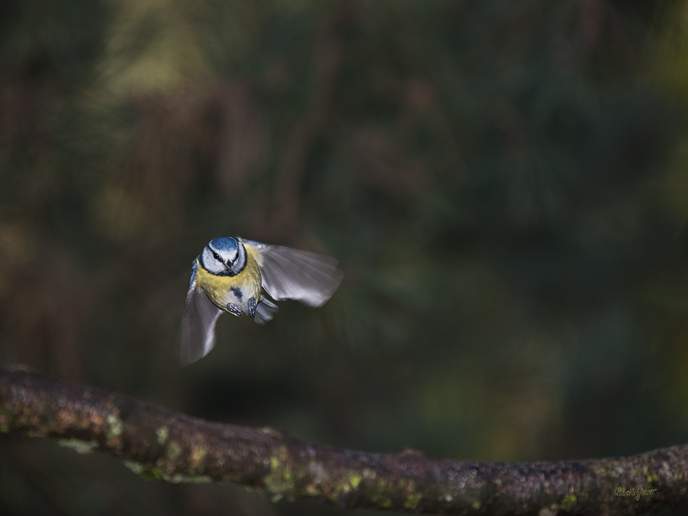 Mésange bleue en vol