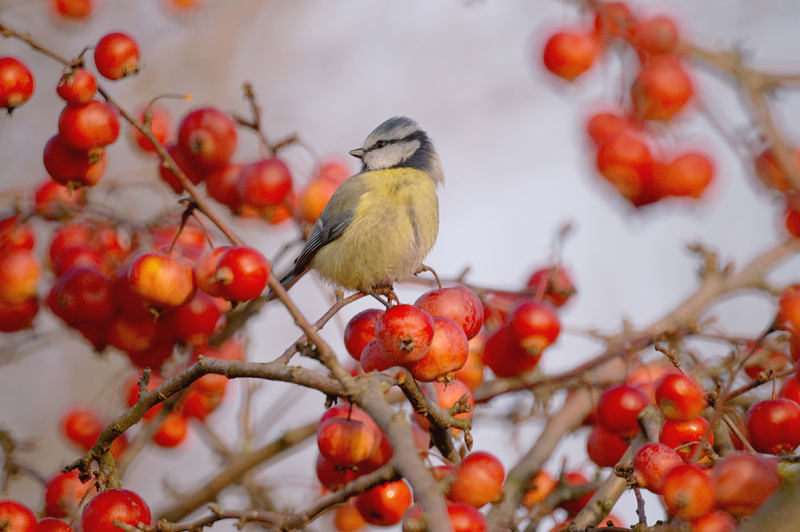 Mésange bleue et baies rouges