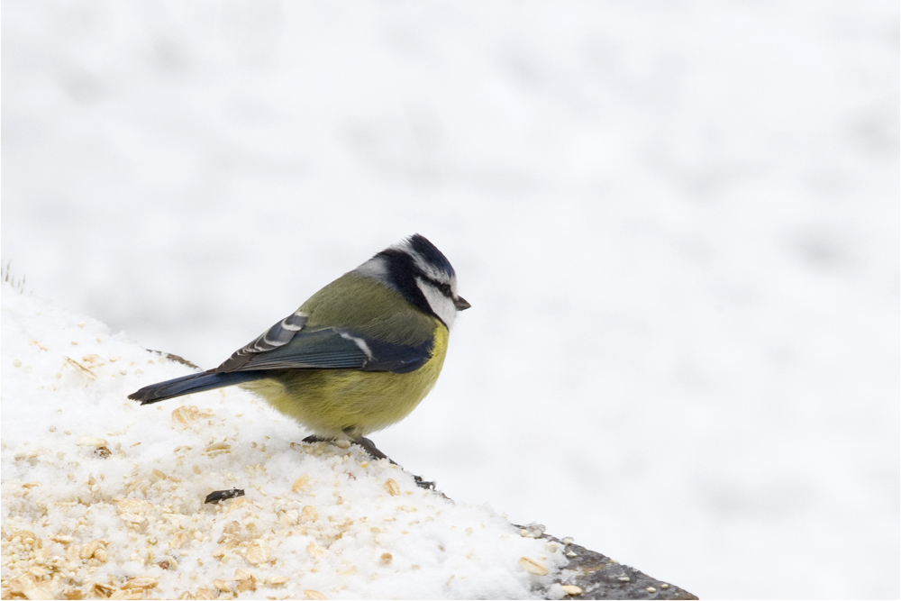 Mésange bleue et neige