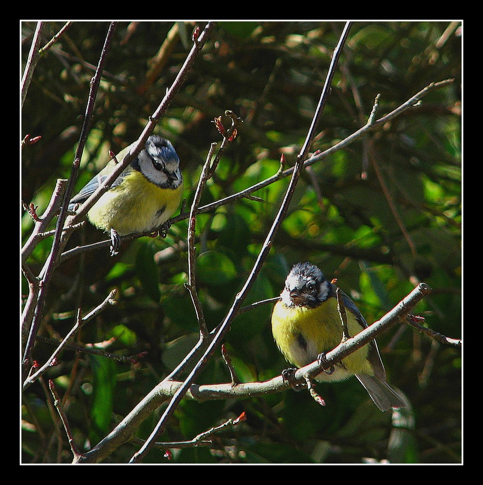 Mésange bleue et son petit