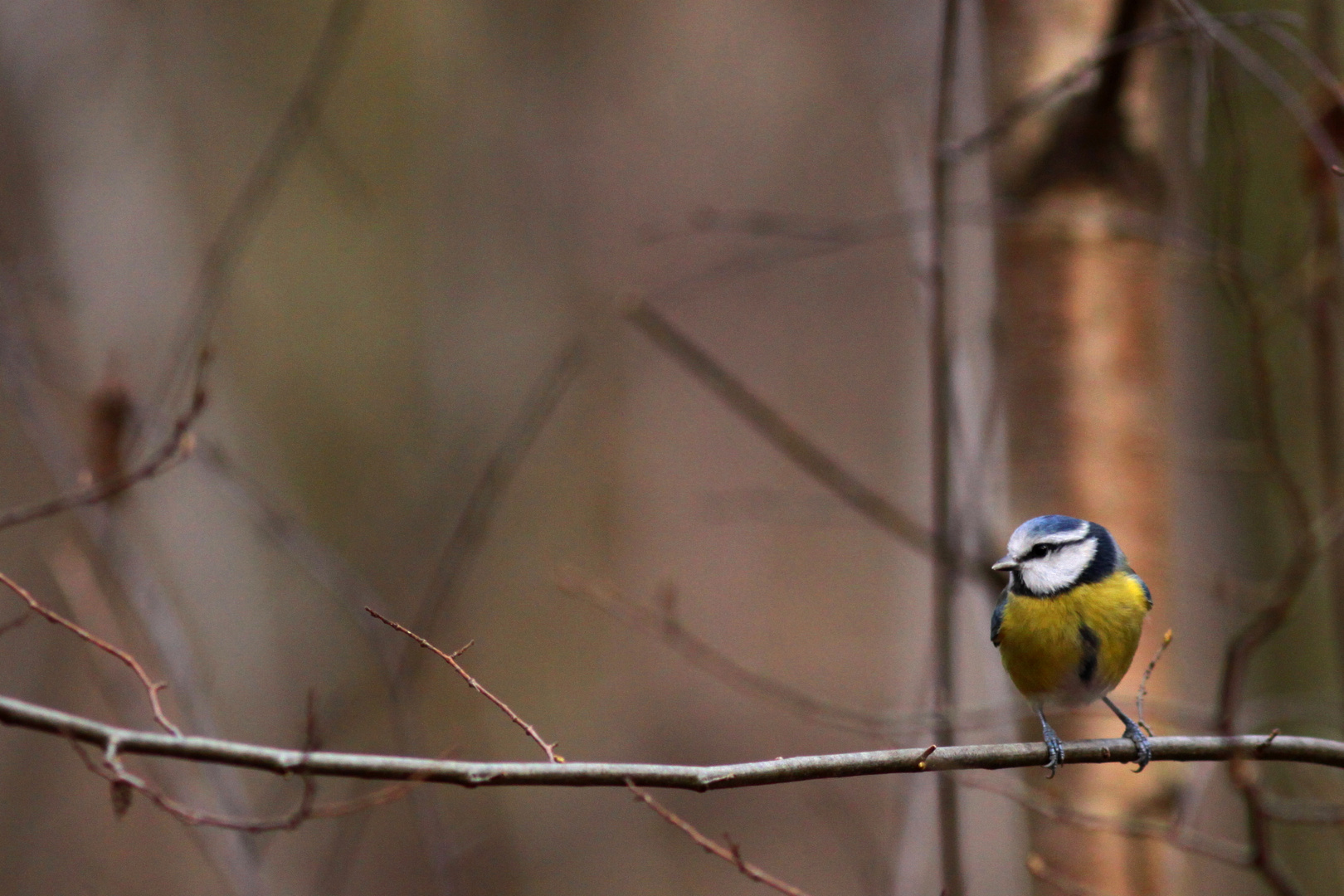 mésange bleue