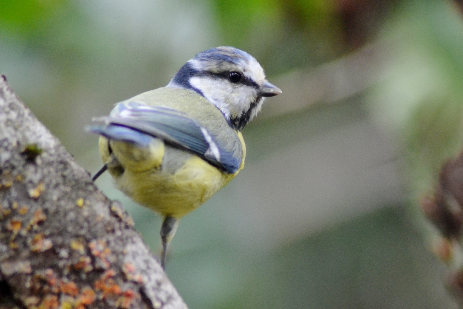 mésange bleue