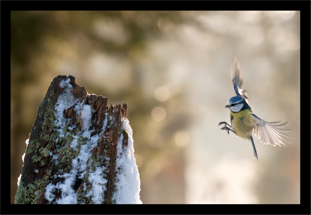 Mésange bleue