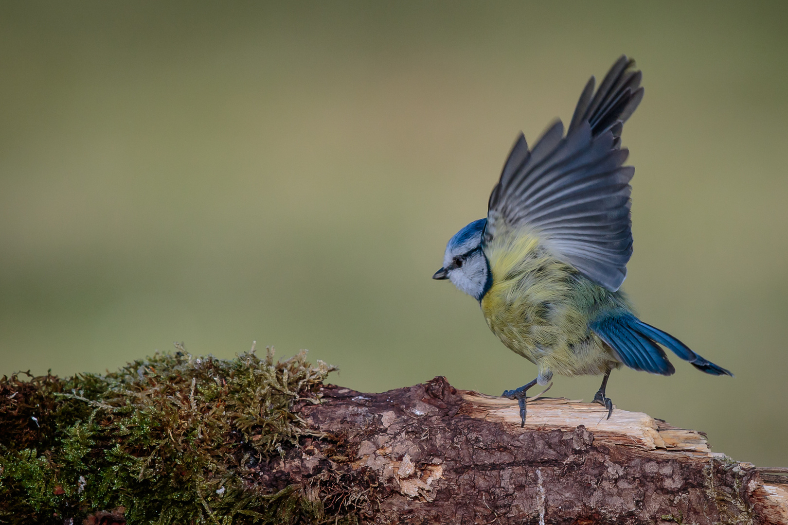 Mésange bleue,