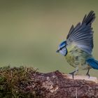 Mésange bleue,