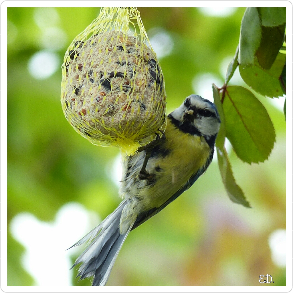 Mésange bleue gourmande 