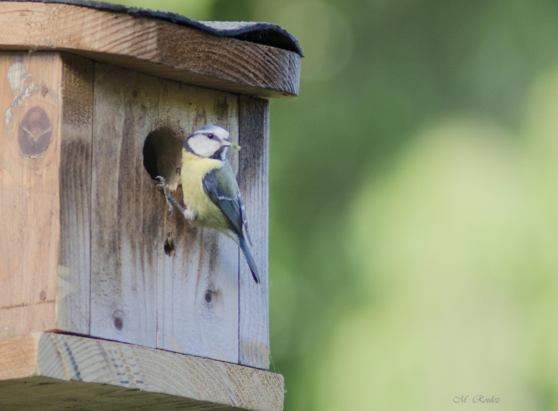 mésange bleue incitant ses jeunes a sortir