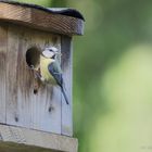 mésange bleue incitant ses jeunes a sortir