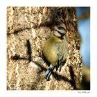 Mésange bleue joue avec l'ombre