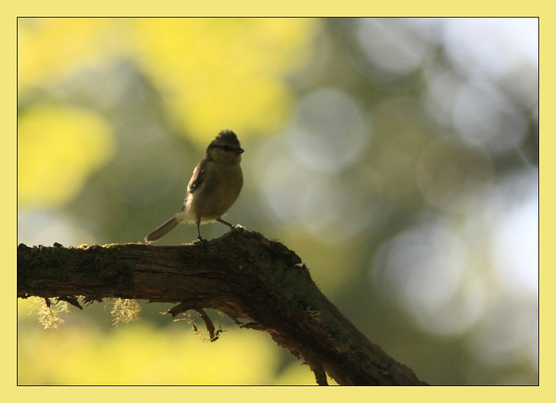 mésange bleue juvénile