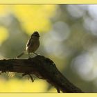 mésange bleue juvénile