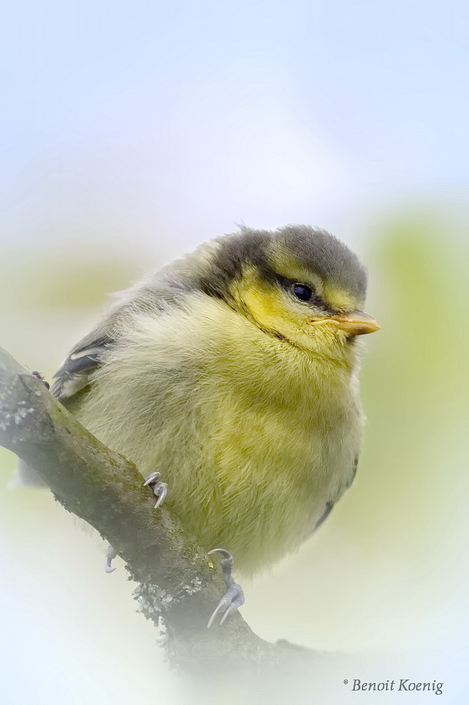 mésange bleue juvénile