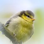 mésange bleue juvénile