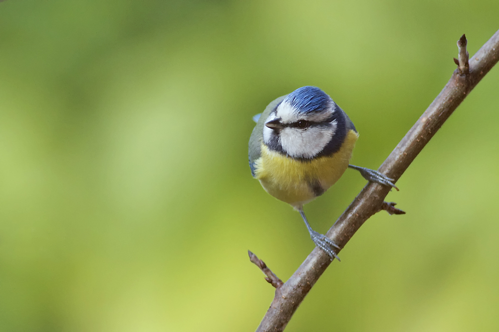 Mésange bleue mâle