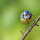 Mésange bleue mâle