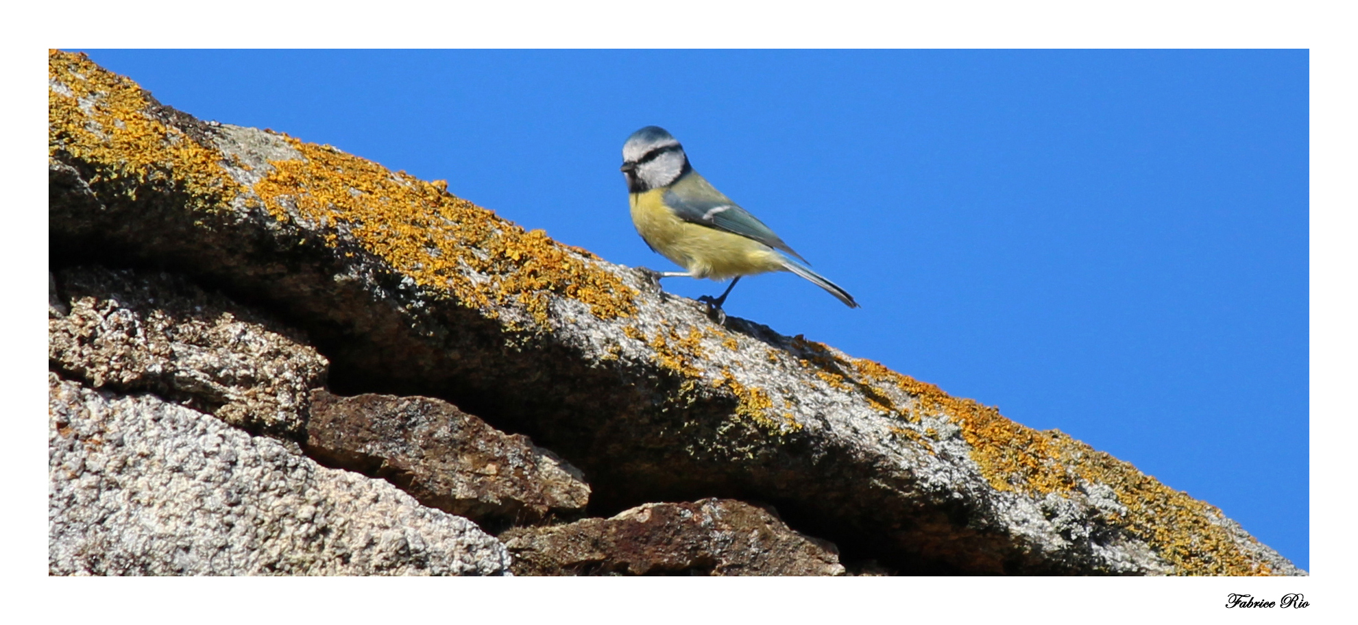 Mésange bleue n°2