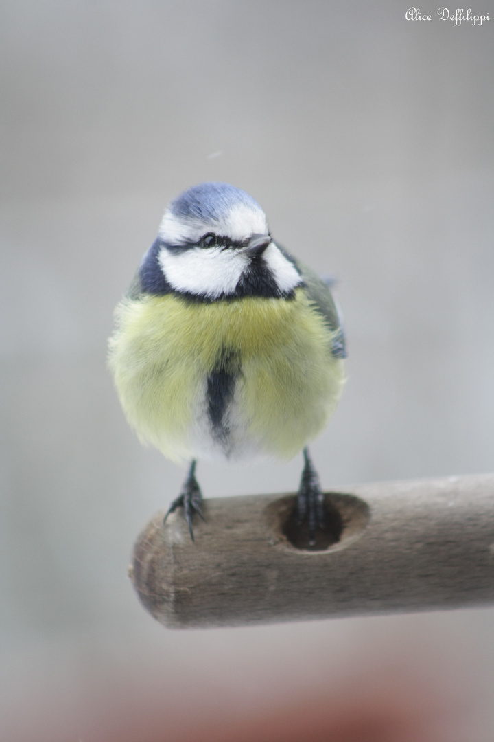 Mésange bleue par la fenêtre