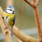 Mésange bleue picarde