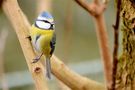 Mésange bleue picarde de Cyril Ortolé 