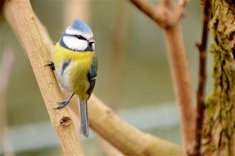 Mésange bleue picarde de Cyril Ortolé 