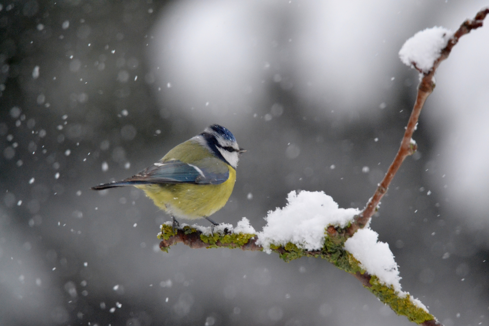 mésange bleue sous la neige