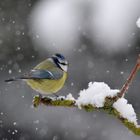 mésange bleue sous la neige