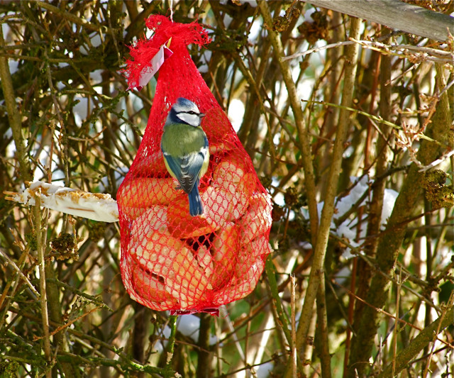 mésange bleue sur filet