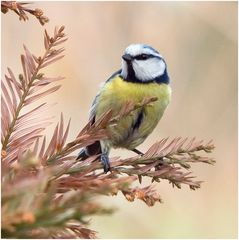 Mésange bleue sur Séquoïa