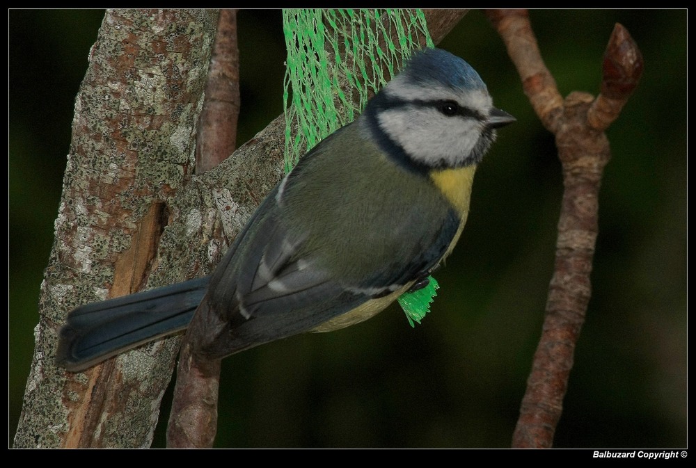 " Mésange bleue très occupée "