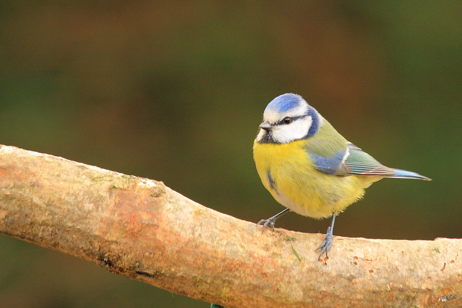 Mésange bleue2