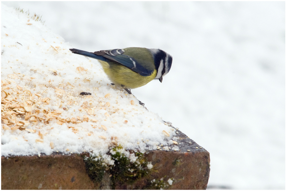 Mésange bleue_2