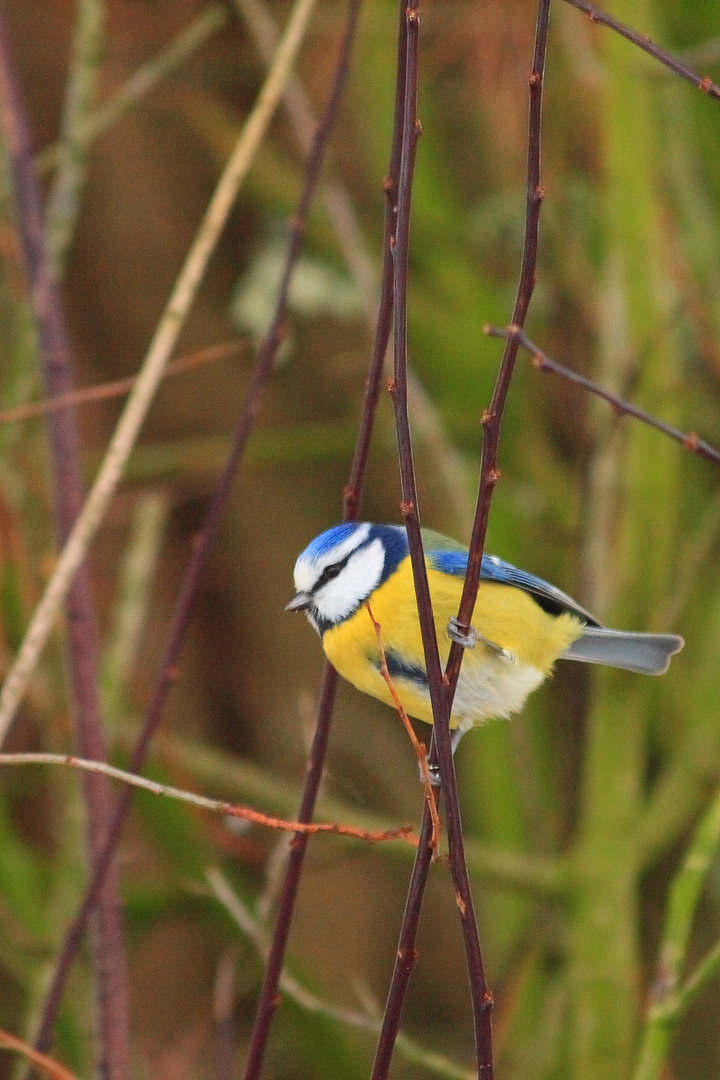 Mésange bleue2