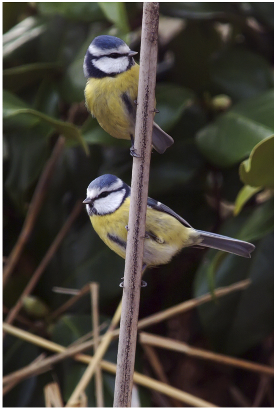 Mésange bleue_3