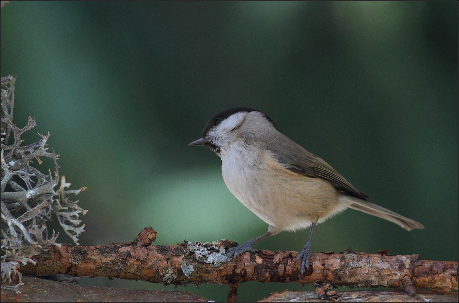 Mésange boréale