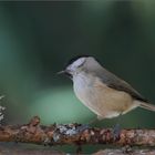 Mésange boréale