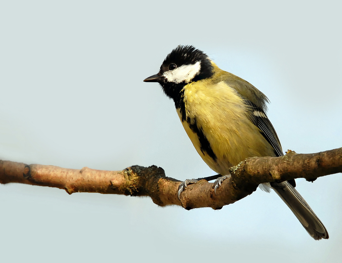 Mésange chabonnière.