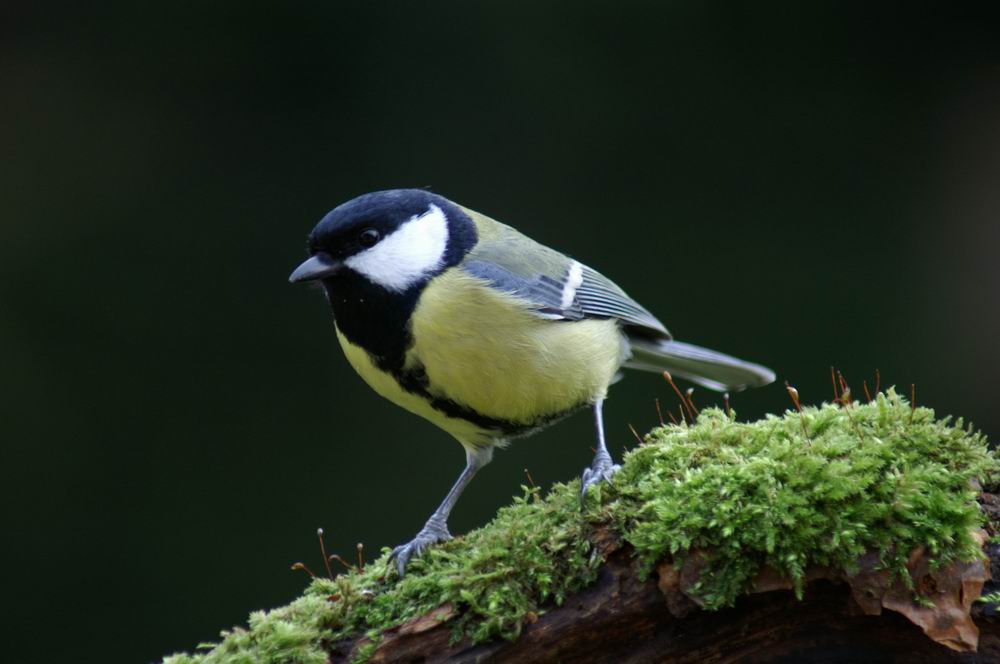 mésange chabonnière