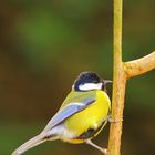 Mésange charbo.