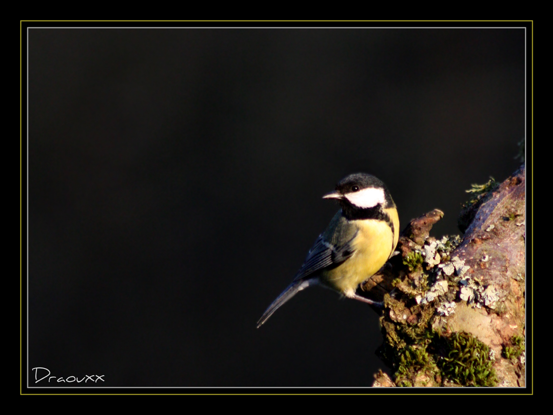 Mésange Charbonière 2