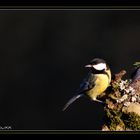 Mésange Charbonière 2