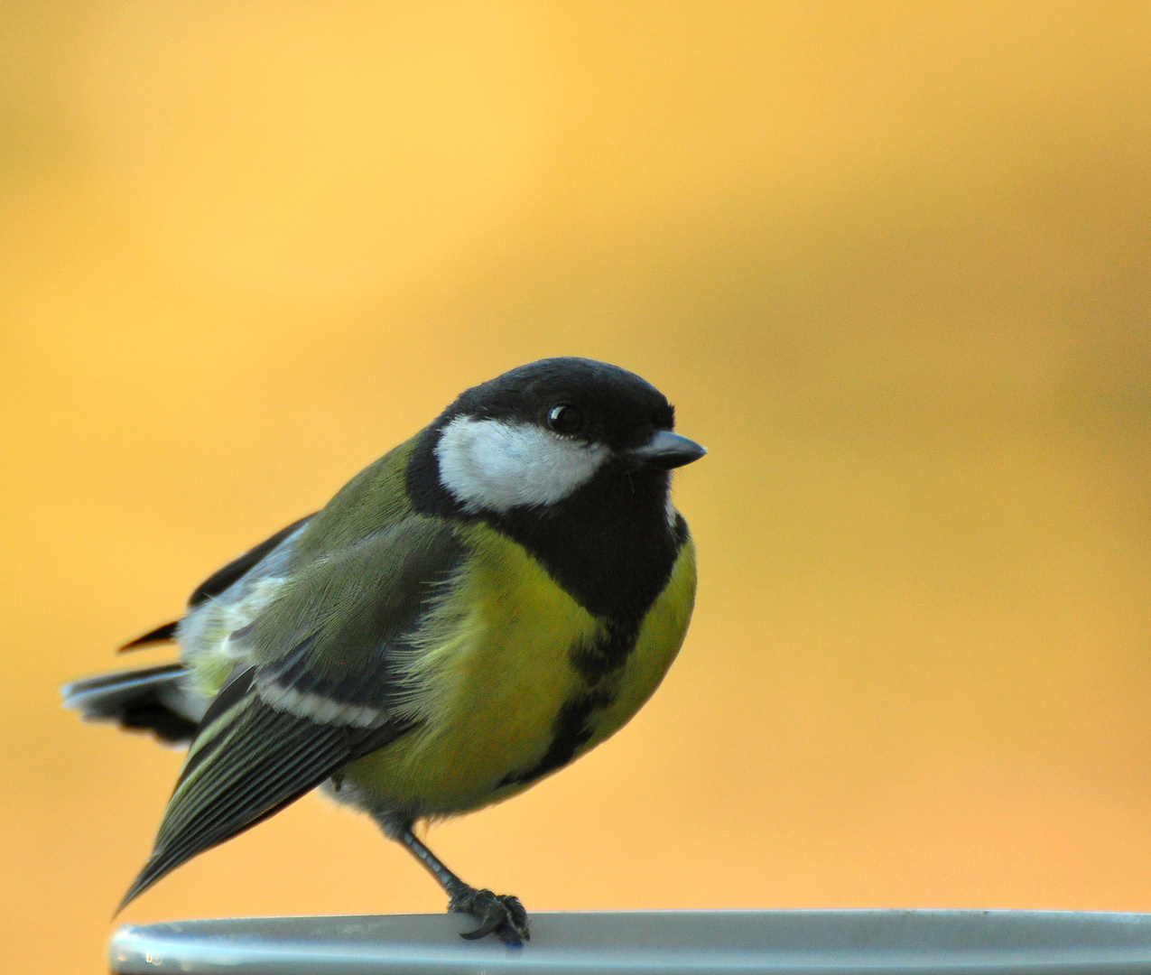 Mésange charbonière