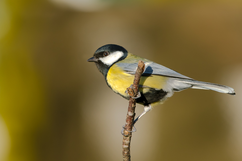 Mésange Charbonière