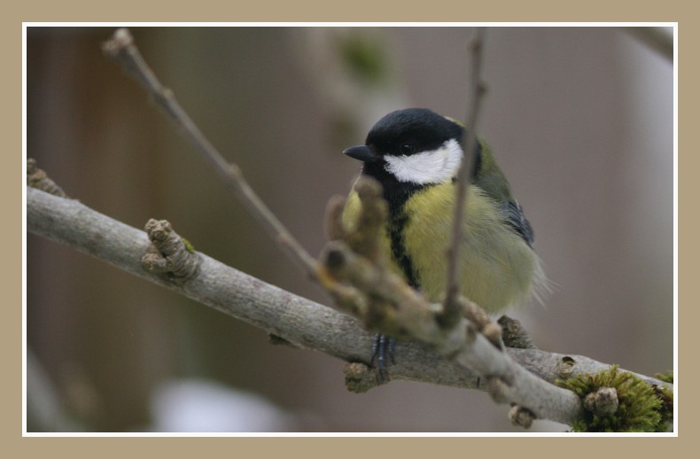 mésange charbonière